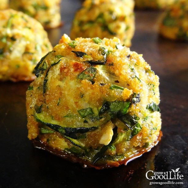 zucchini recipes Backdate 4 Zucchini Garlic Bites zucchini recipes Backdate 4 Zucchini Garlic Bites